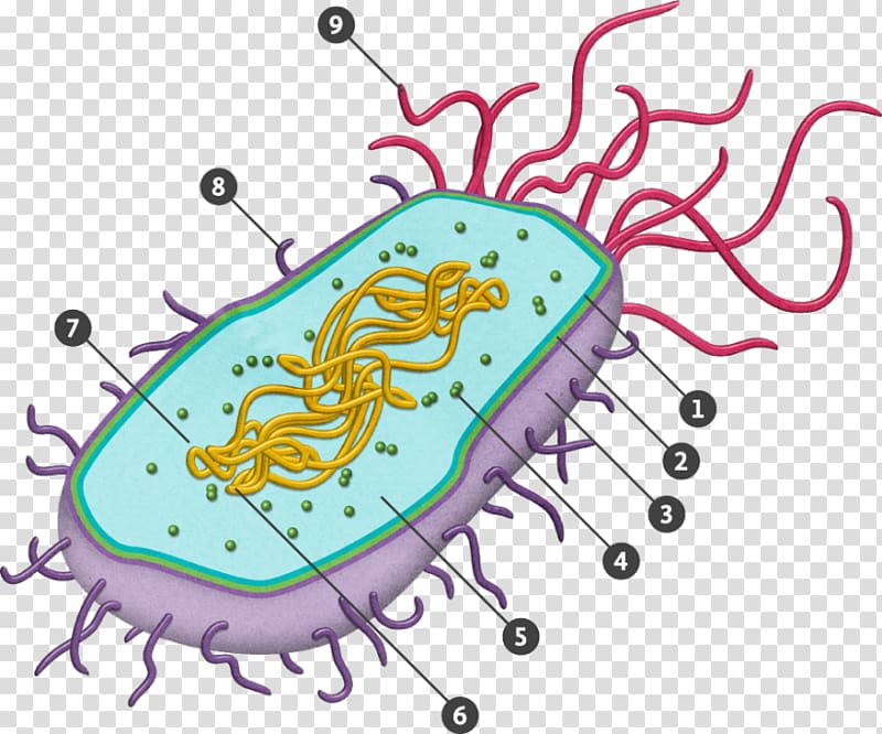 cell nucleus clipart