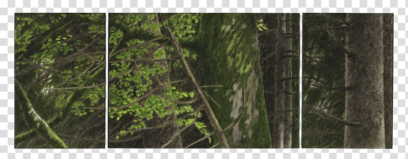 Vegetation Temperate broadleaf and mixed forest Biome Woodland, forest transparent background PNG clipart