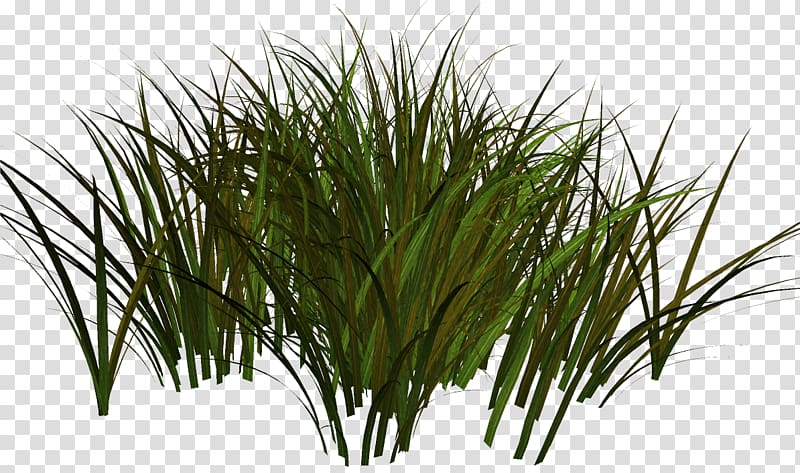 Portable Network Graphics Herbaceous plant Grasses Adobe shop, plants transparent background PNG clipart