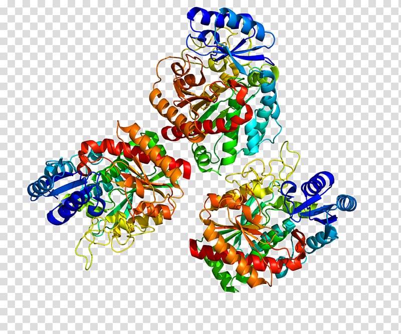 Carboxypeptidase B2 Fibrinolysis Thrombin, others transparent background PNG clipart