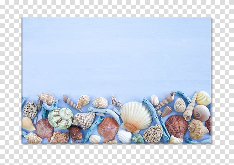 Seashell Conchology, seashell transparent background PNG clipart