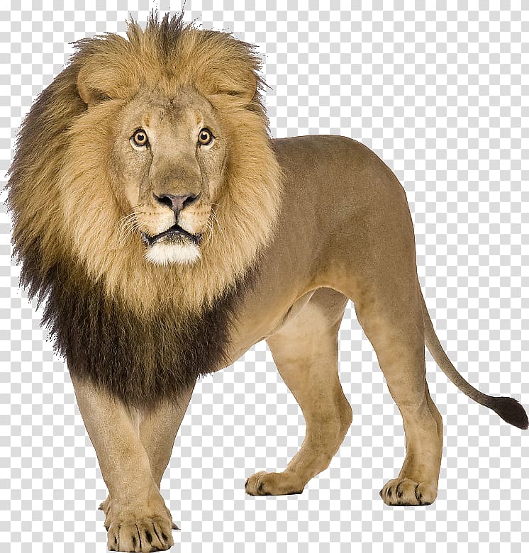 close-up of tan lion, Lion , lion transparent background PNG clipart