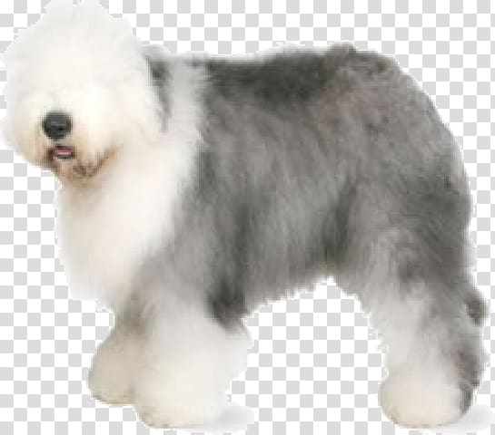 Old English Sheepdog Shetland Sheepdog Dog breed Poodle, others transparent background PNG clipart