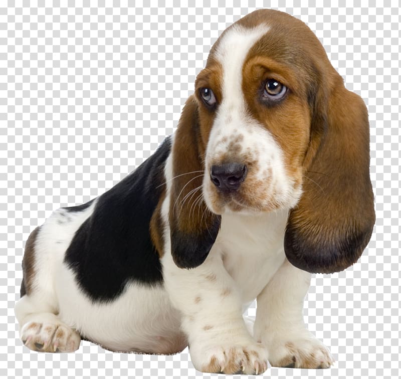 black, tan, and white basset hound puppy, Basset Hound Beagle St. Bernard Puppy Kitten, Cute dog transparent background PNG clipart