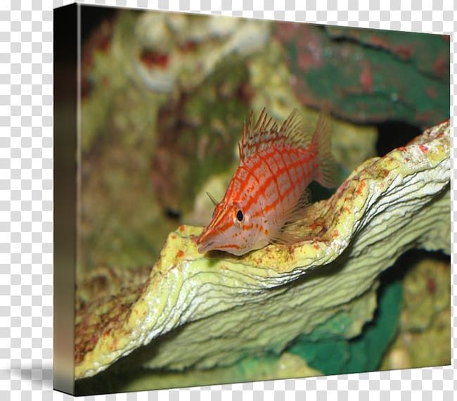 Anoles Fauna, Fish cute transparent background PNG clipart