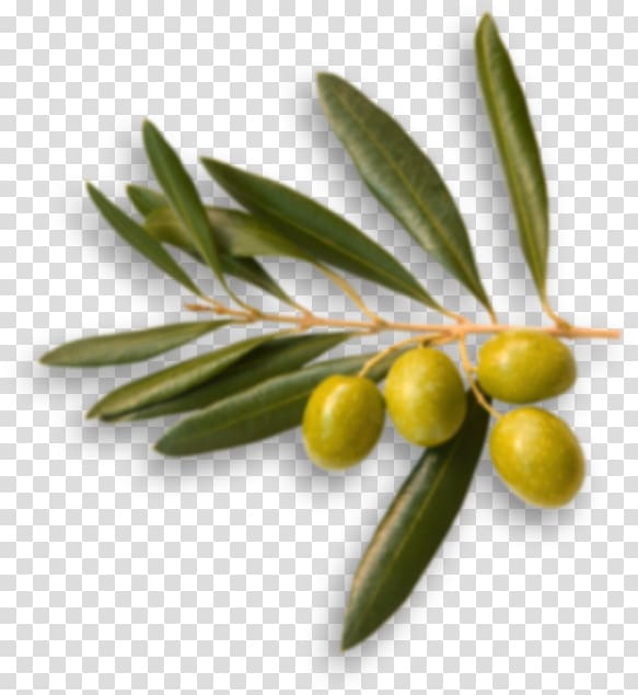 Australia Picual Olive oil Food Olive branch, olives transparent background PNG clipart