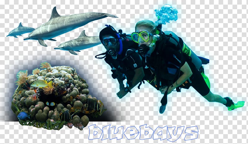 Underwater diving Divemaster Marine biology Diving equipment Scuba diving, fish transparent background PNG clipart