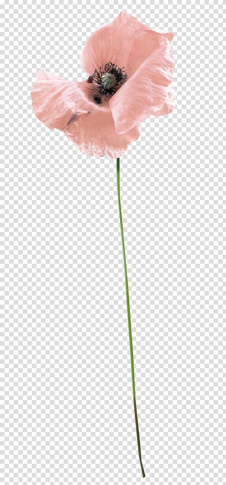 Cut flowers Coquelicot Plant stem Petal, whispering transparent background PNG clipart