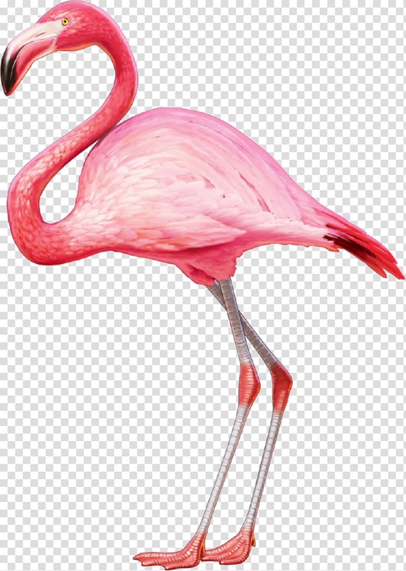 greater flamingo, American flamingo Greater flamingo T-shirt Bird, Flamingos transparent background PNG clipart