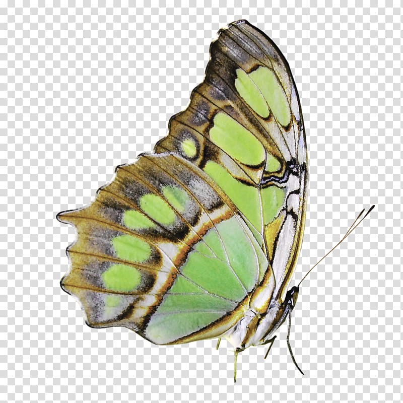 Butterfly Nymphalidae Pieridae, Beautiful butterfly transparent background PNG clipart