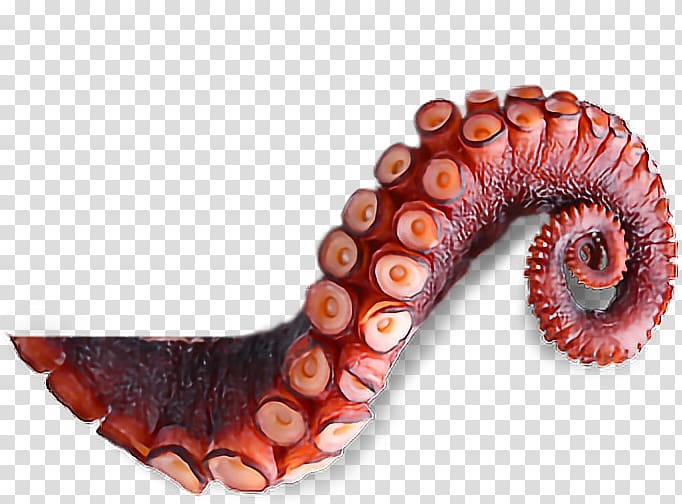 Octopus tentacle illustration, Octopus Squid Jellyfish Tentacle