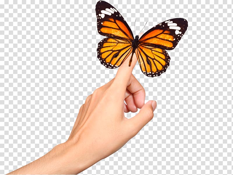 Estetica Claudia Monarch butterfly Web hosting service RU-CENTER Neck, others transparent background PNG clipart