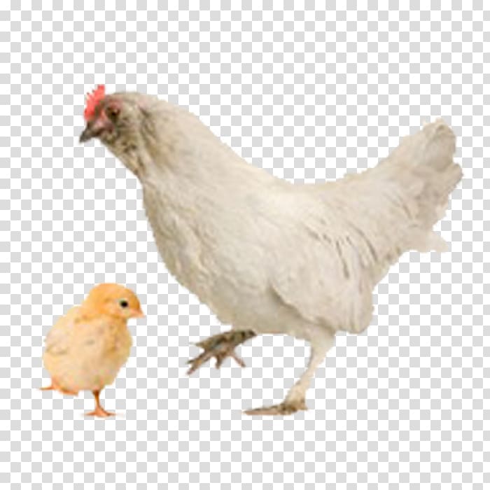 Hen and chicks Bird Kadaknath Kifaranga, hen chicken transparent background PNG clipart