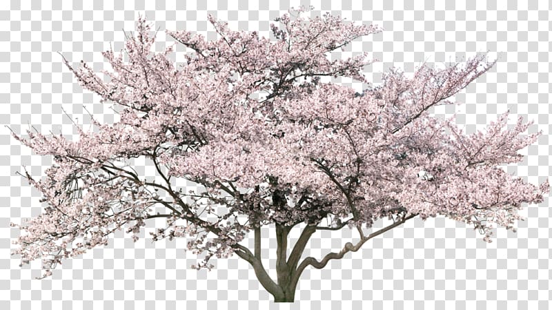 Cherry blossom Tree, tree transparent background PNG clipart