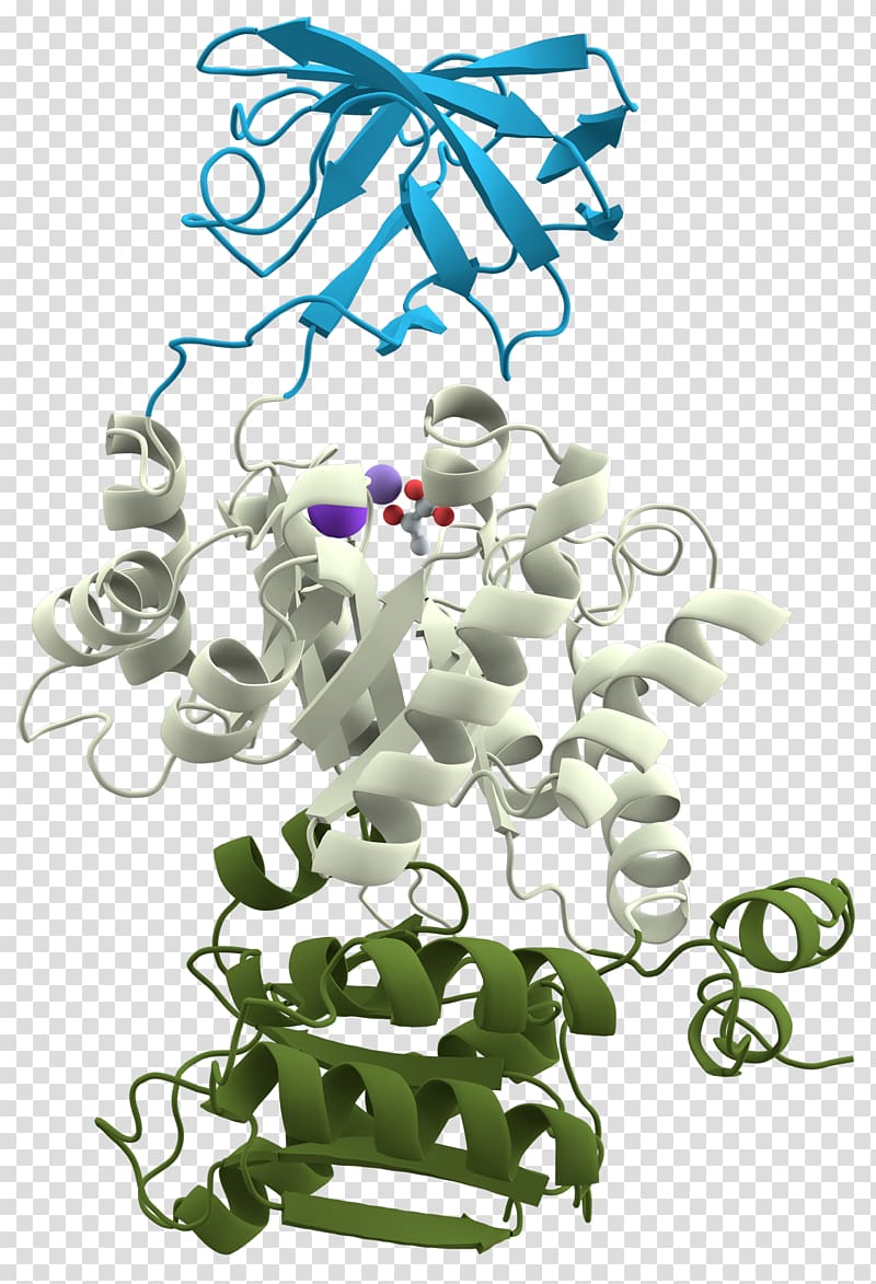 Protein domain Protein structure Pyruvate kinase Protein tertiary structure, globular transparent background PNG clipart