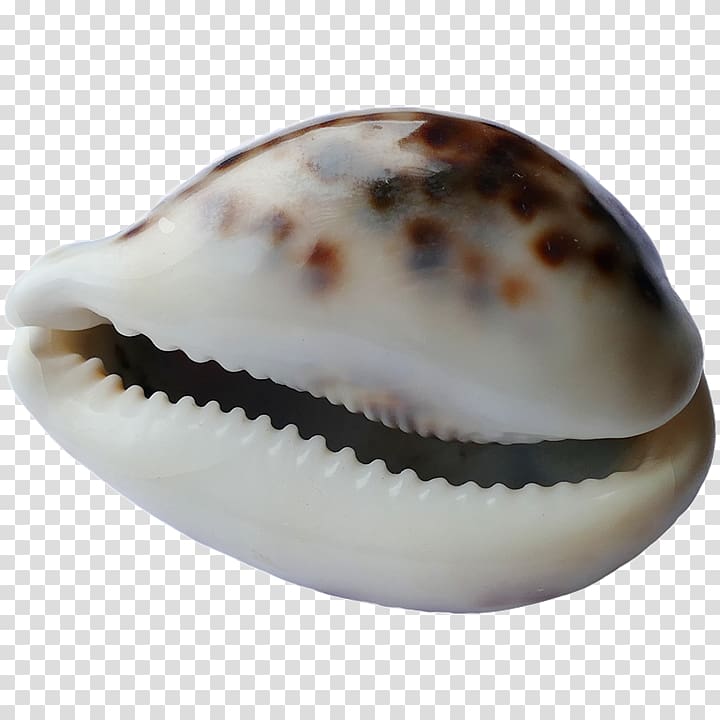 Cockle Spiaggia del Conte Seashell Conchology, seashell transparent background PNG clipart