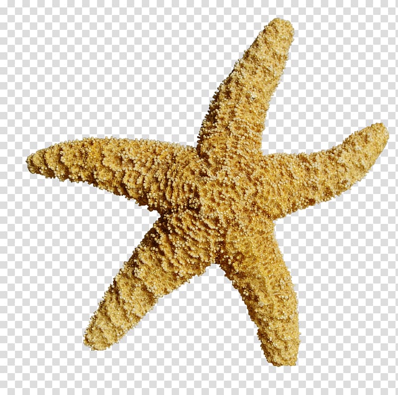 Starfish Computer file, starfish transparent background PNG clipart