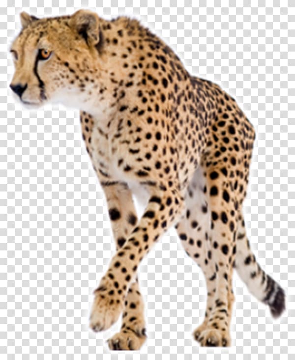 Chemistry for the Biosciences: The Essential Concepts Cheetah Basic Bioscience Laboratory Techniques: A Pocket Guide Physical Chemistry for the Biosciences, Forest animals cheetah transparent background PNG clipart