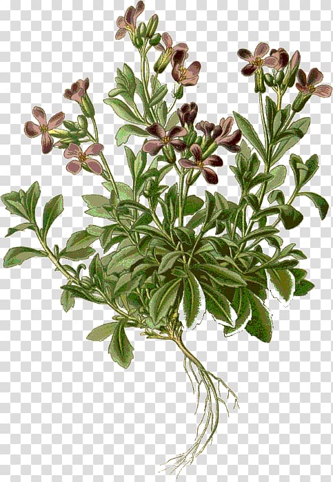 Purple rock cress Drawing Alamy, abrazo transparent background PNG clipart