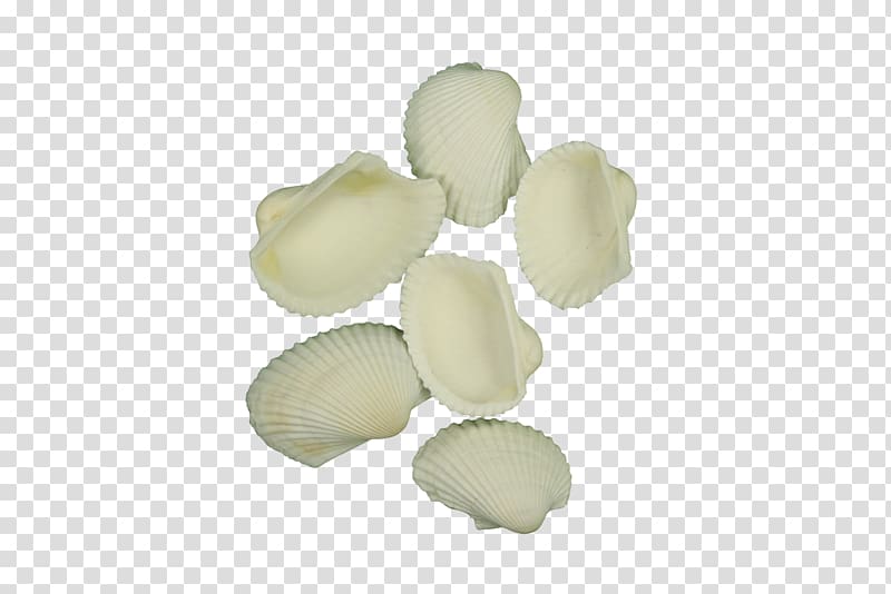 Seashell Ark clam, seashell frame transparent background PNG clipart