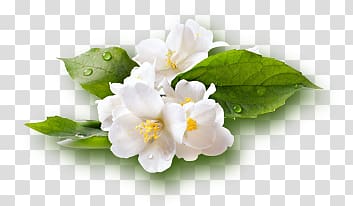 white flower decorative greenery healthy cosmetics industry transparent background PNG clipart