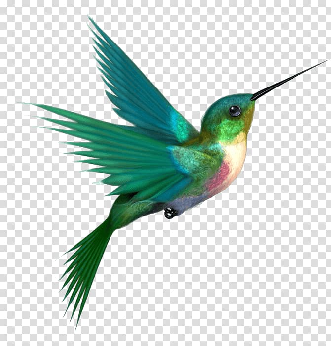 Hummingbird transparent background PNG cliparts free download | HiClipart