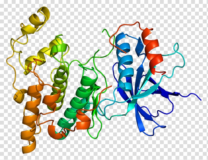 c-Jun N-terminal kinases Mitogen-activated protein kinase MAPK10, others transparent background PNG clipart