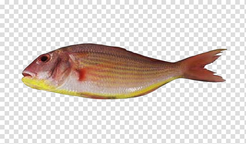 Northern red snapper Fish products Bream Tilapia, fish transparent background PNG clipart