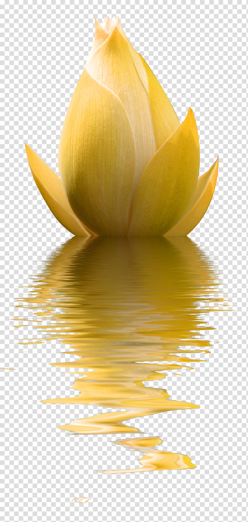 Flower , Yellow minimalist lotus decoration pattern transparent background PNG clipart