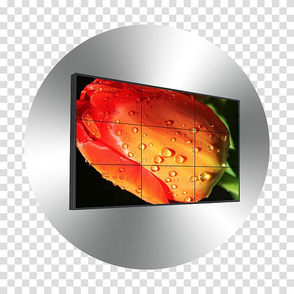 Flower Tulip Drop Petal, video wall transparent background PNG clipart