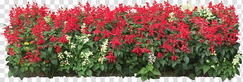 red flowers, Flower garden, flower bed transparent background PNG clipart