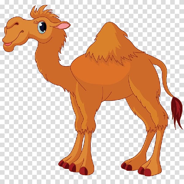 brown camel , Camel Cartoon , Camel transparent background PNG clipart