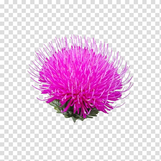 Milk thistle Flower Poppy, purple dandelion transparent background PNG clipart