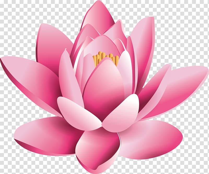 pink water lily flower illustration, Chakra Manipura Hinduism Energy, lotus flower transparent background PNG clipart