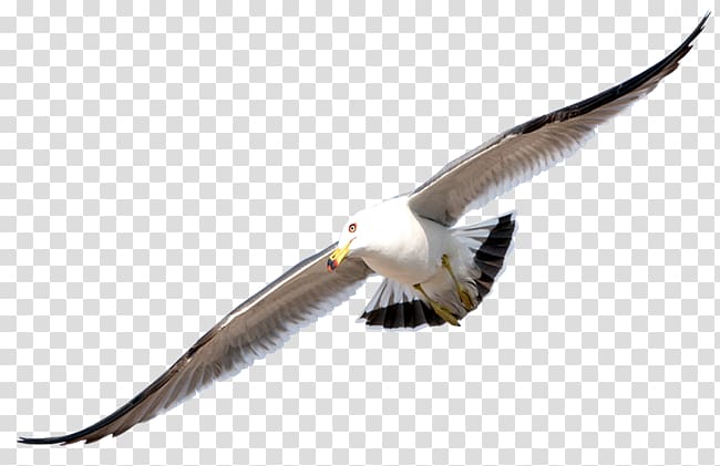 Gulls Bird Flight , Bird transparent background PNG clipart