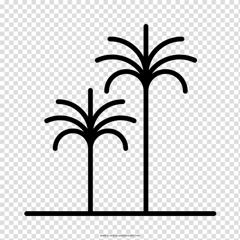 Drawing Coloring book Arecaceae Black and white , tropical transparent background PNG clipart