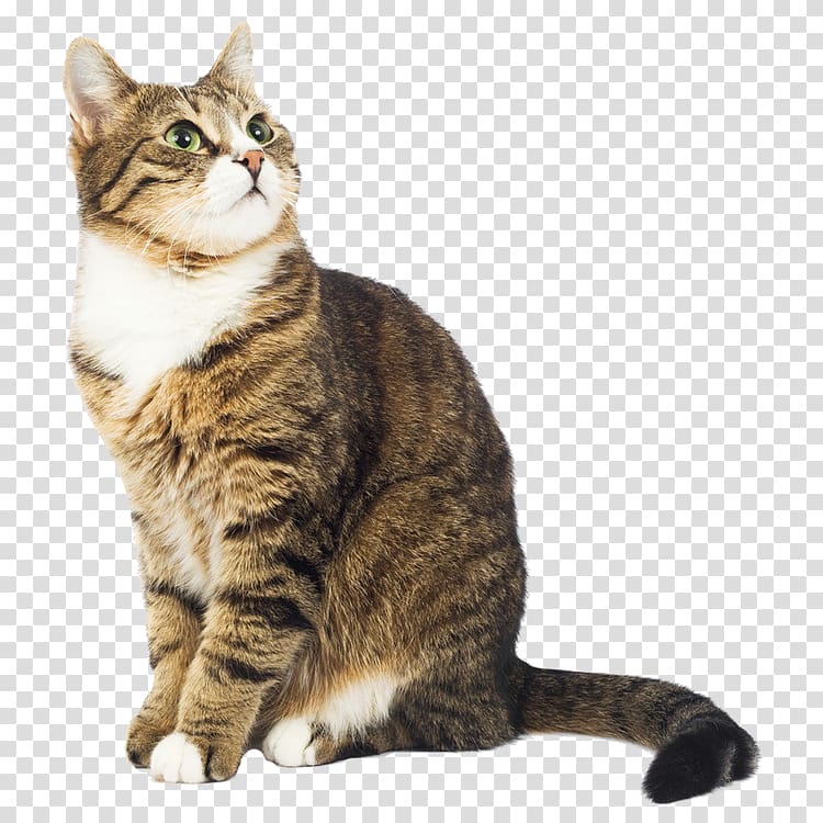 cute cat transparent background PNG clipart