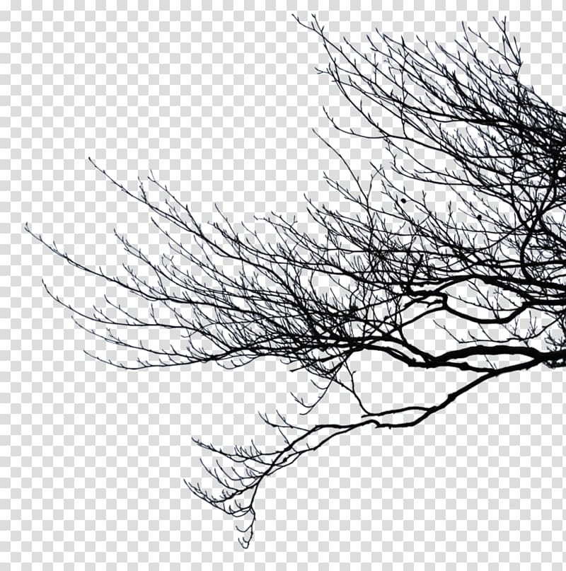 Branch Tree Branches Transparent Background Png Clipart Hiclipart