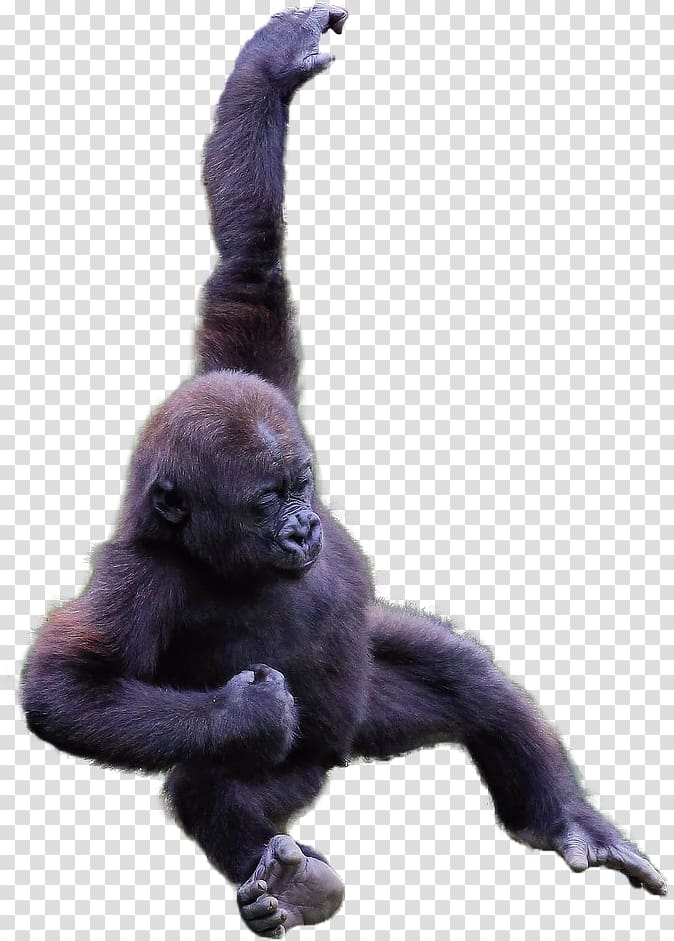 Common chimpanzee Western gorilla Monkey Instagram Talijiwo, monkey transparent background PNG clipart