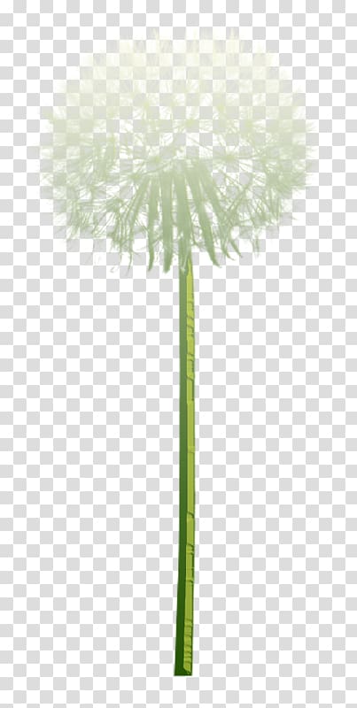 Common Dandelion Euclidean Tooth, A dandelion transparent background PNG clipart