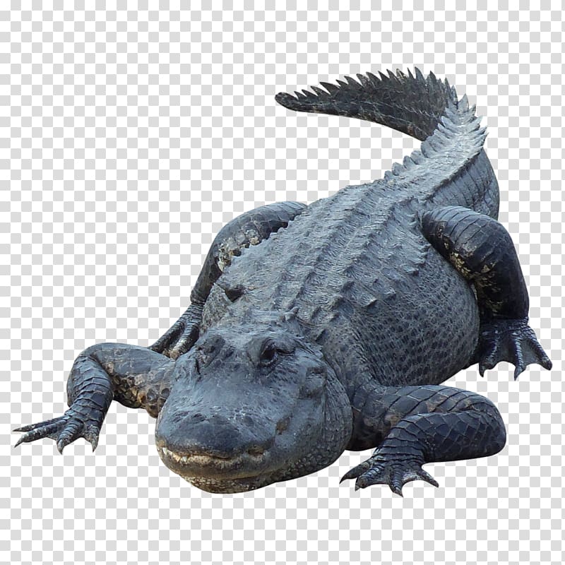 black crocodile, Alligator Crocodile, Crocodile transparent background PNG clipart