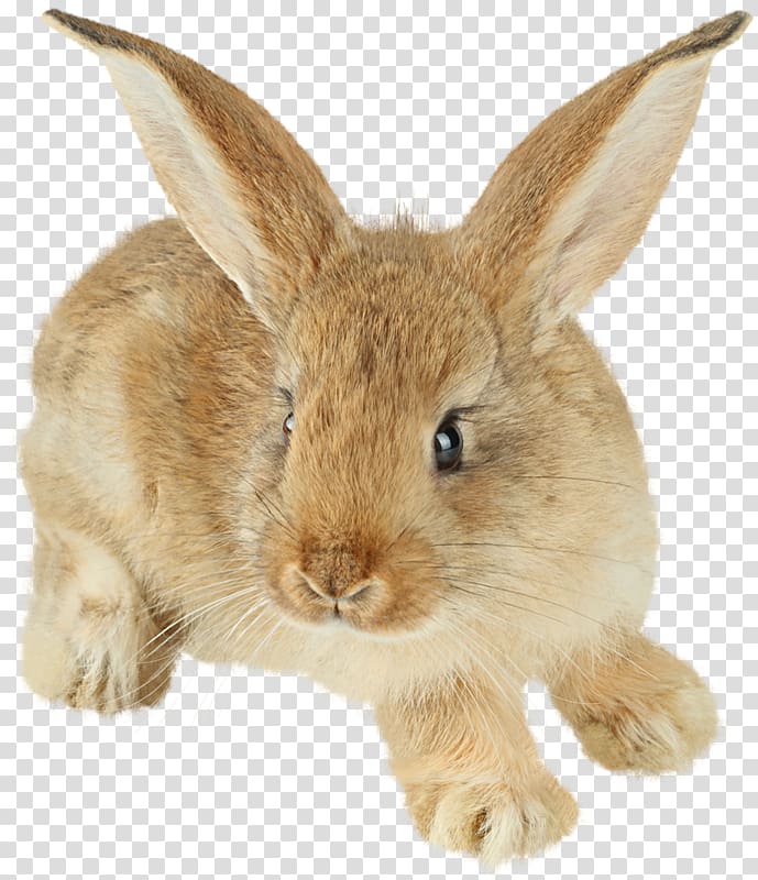 brown rabbit, Rabbit Polyclonal antibodies Antibody Western blot Immunoglobulin G, Brown Bunny transparent background PNG clipart