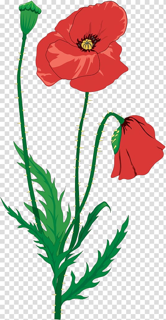 In Flanders Fields Common poppy , others transparent background PNG clipart