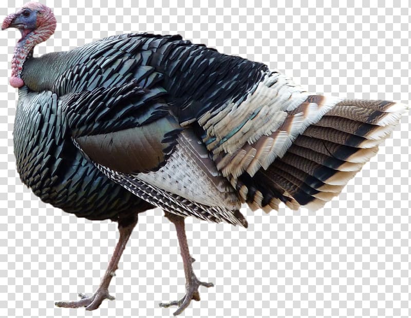 Turkey hunting Bird Phasianidae Harvest, Thanks Giving transparent background PNG clipart