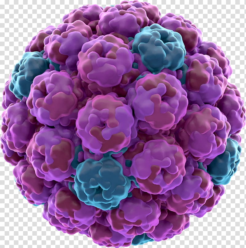 Rhinovirus SV40 Zika virus Biology, polyhedrosis virus transparent background PNG clipart