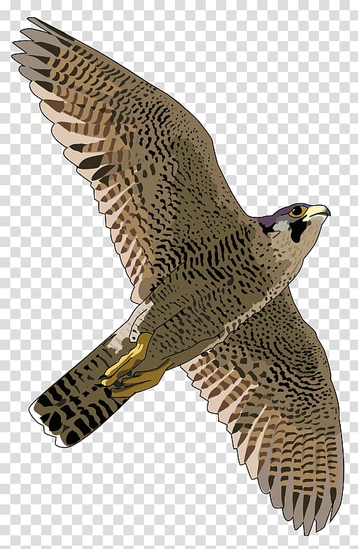 Peregrine falcon , Falcon transparent background PNG clipart