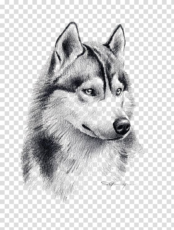 wolf painting, Siberian Husky Puppy Drawing Pencil Art, Sketch Wolf transparent background PNG clipart