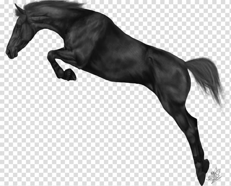 Arabian horse Show jumping Equestrian Friesian horse, others transparent background PNG clipart