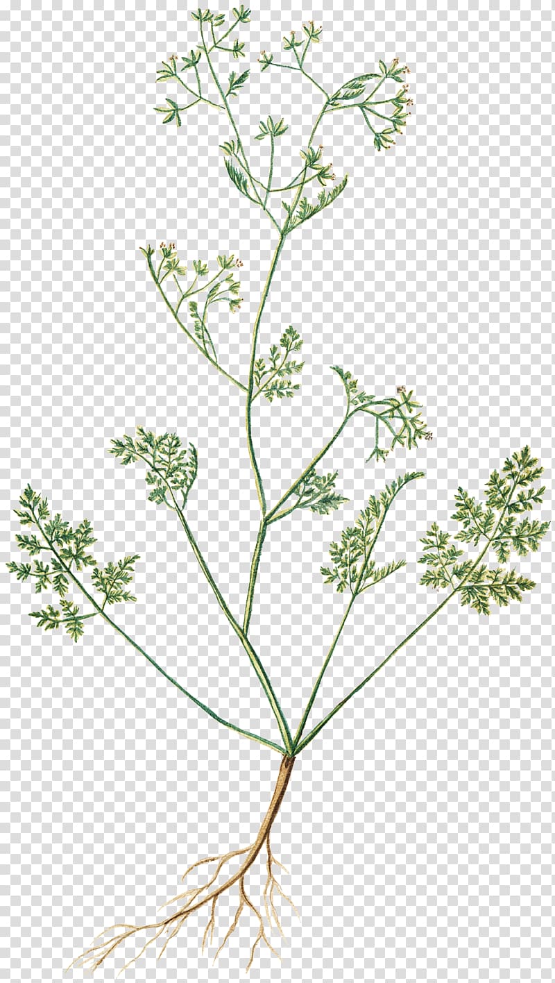 Cow Parsley Chervil Flower Cicely Herb, parsley transparent background PNG clipart
