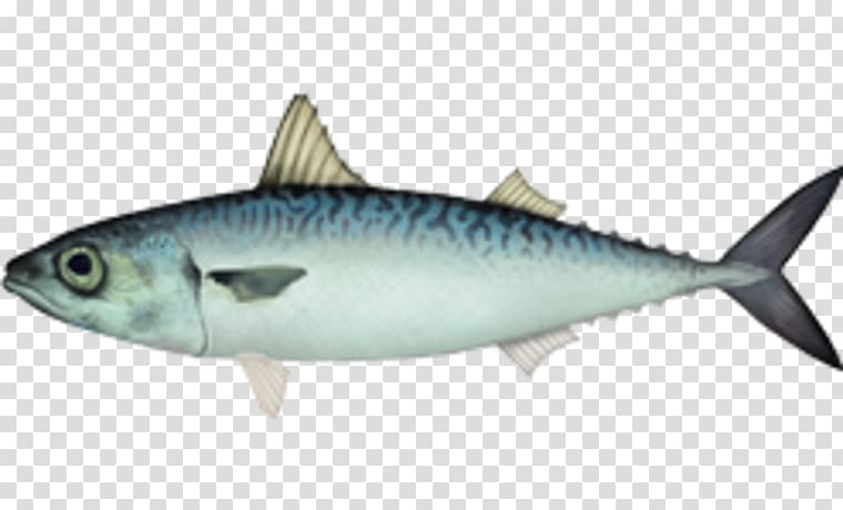 Atlantic chub mackerel Little tunny Fish, fish transparent background PNG clipart
